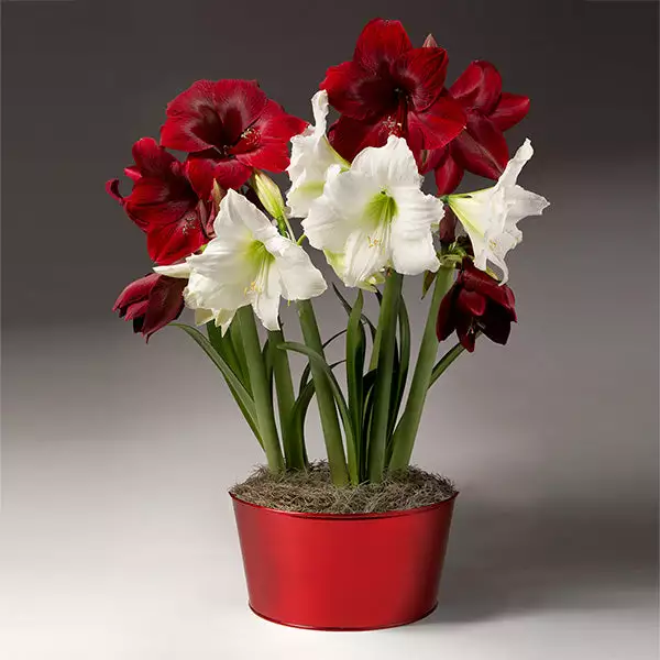 Fast Growing Trees Tabletop Bulb Gardens Red And White Amaryllis Trio 3 Fast Growing Trees Tabletop Bulb Gardens Red And White Amaryllis Trio