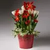 Fast Growing Trees Red Amaryllis With White Tulips And Star Of Bethlehem 2 Fast Growing Trees Red Amaryllis With White Tulips And Star Of Bethlehem