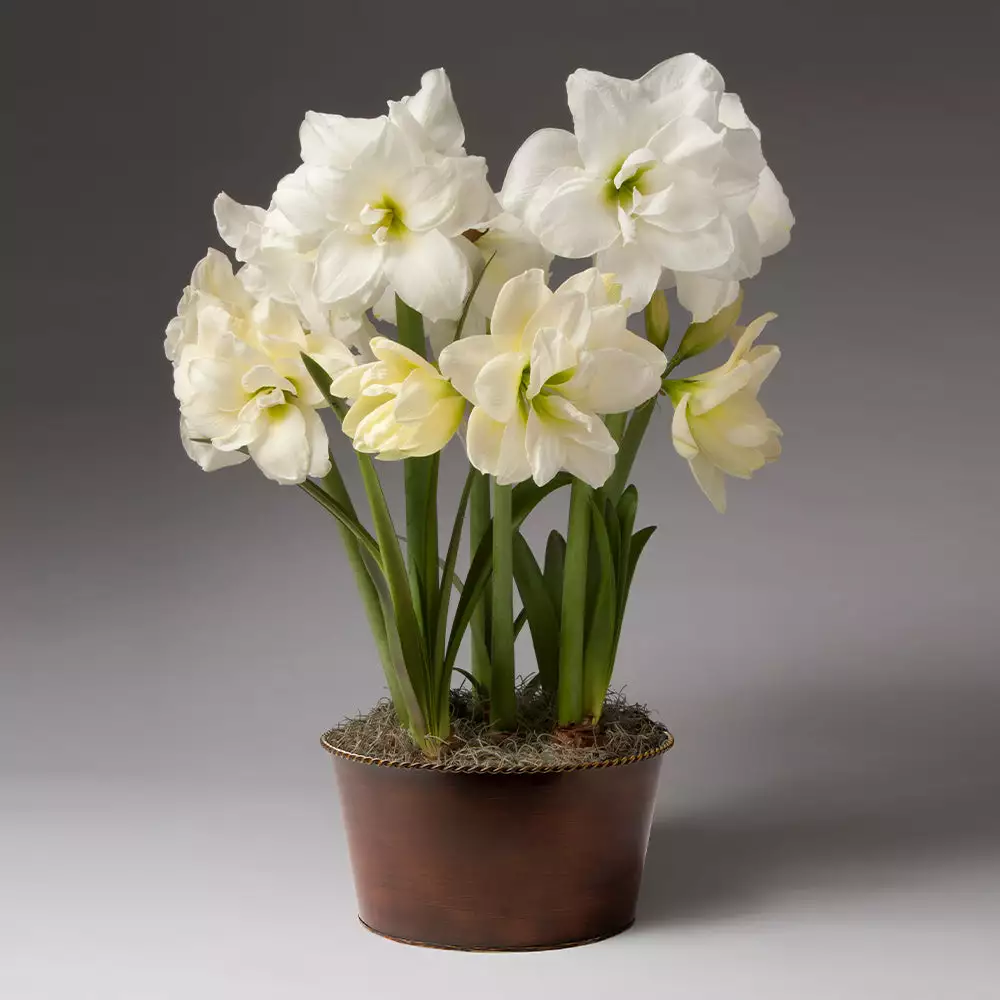 Fast Growing Trees Alfresco Potted Christmas Amaryllis Plant Tabletop Bulb Gardens 4 Fast Growing Trees Alfresco Potted Christmas Amaryllis Plant Tabletop Bulb Gardens