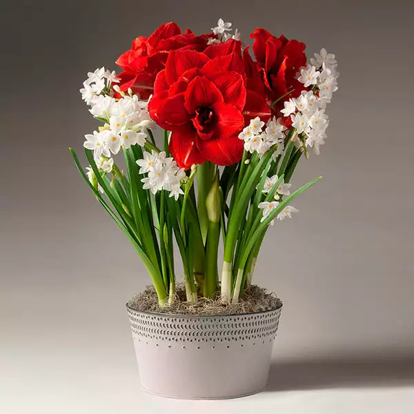 Fast Growing Trees Tabletop Bulb Gardens Inferno Amaryllis And Paperwhites 3 Fast Growing Trees Tabletop Bulb Gardens Inferno Amaryllis And Paperwhites