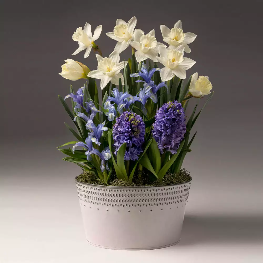 Fast Growing Trees White Narcissus With Blue Hyacinth And Iris Tabletop Bulb Gardens 4 Fast Growing Trees White Narcissus With Blue Hyacinth And Iris Tabletop Bulb Gardens