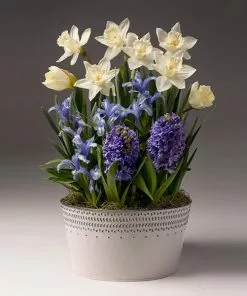 Fast Growing Trees White Narcissus With Blue Hyacinth And Iris Tabletop Bulb Gardens