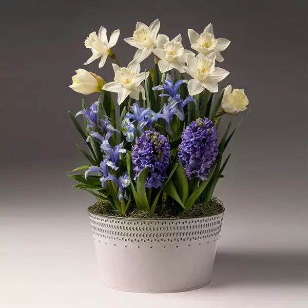 Fast Growing Trees White Narcissus With Blue Hyacinth And Iris Tabletop Bulb Gardens 3 Fast Growing Trees White Narcissus With Blue Hyacinth And Iris Tabletop Bulb Gardens