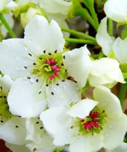 Fast Growing Trees Pear Trees 20th Century (Nijisseiki) Asian Pear 9 Fast Growing Trees Pear Trees 20th Century (Nijisseiki) Asian Pear