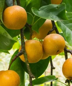 Fast Growing Trees 20th Century (Nijisseiki) Asian Pear Tree