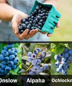 Fast Growing Trees Blueberry Bushes 3-in-1 Blueberry Bush (Southern Highbush)