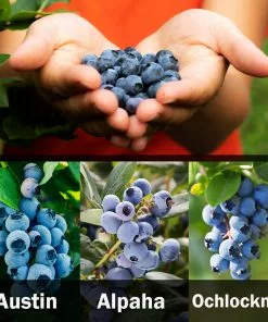 Fast Growing Trees Blueberry Bushes 3-in-1 Blueberry Bush (Southern Highbush)