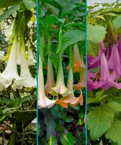 Fast Growing Trees Multicolor Angel Trumpet Tree See All Flowering Trees 6 Fast Growing Trees Multicolor Angel Trumpet Tree See All Flowering Trees