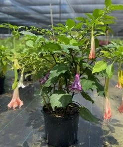 Fast Growing Trees Multicolor Angel Trumpet Tree See All Flowering Trees 7 Fast Growing Trees Multicolor Angel Trumpet Tree See All Flowering Trees