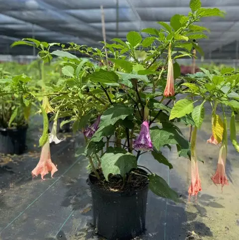 Fast Growing Trees Multicolor Angel Trumpet Tree See All Flowering Trees 5 Fast Growing Trees Multicolor Angel Trumpet Tree See All Flowering Trees