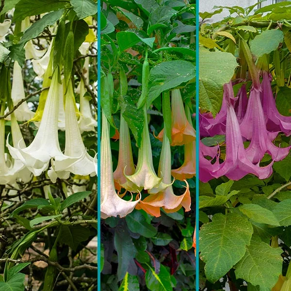 Fast Growing Trees Multicolor Angel Trumpet Tree See All Flowering Trees 3 Fast Growing Trees Multicolor Angel Trumpet Tree See All Flowering Trees