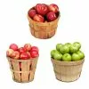 Fast Growing Trees Apple Trees 3-in-1 Apple Tree 2 Fast Growing Trees Apple Trees 3-in-1 Apple Tree