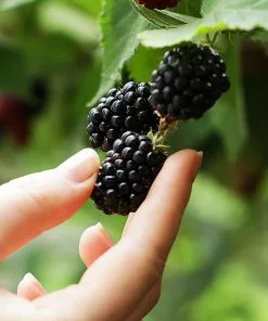 Fast Growing Trees 3 In 1 Thornless Blackberry Blackberry Bushes 10 Fast Growing Trees 3 In 1 Thornless Blackberry Blackberry Bushes