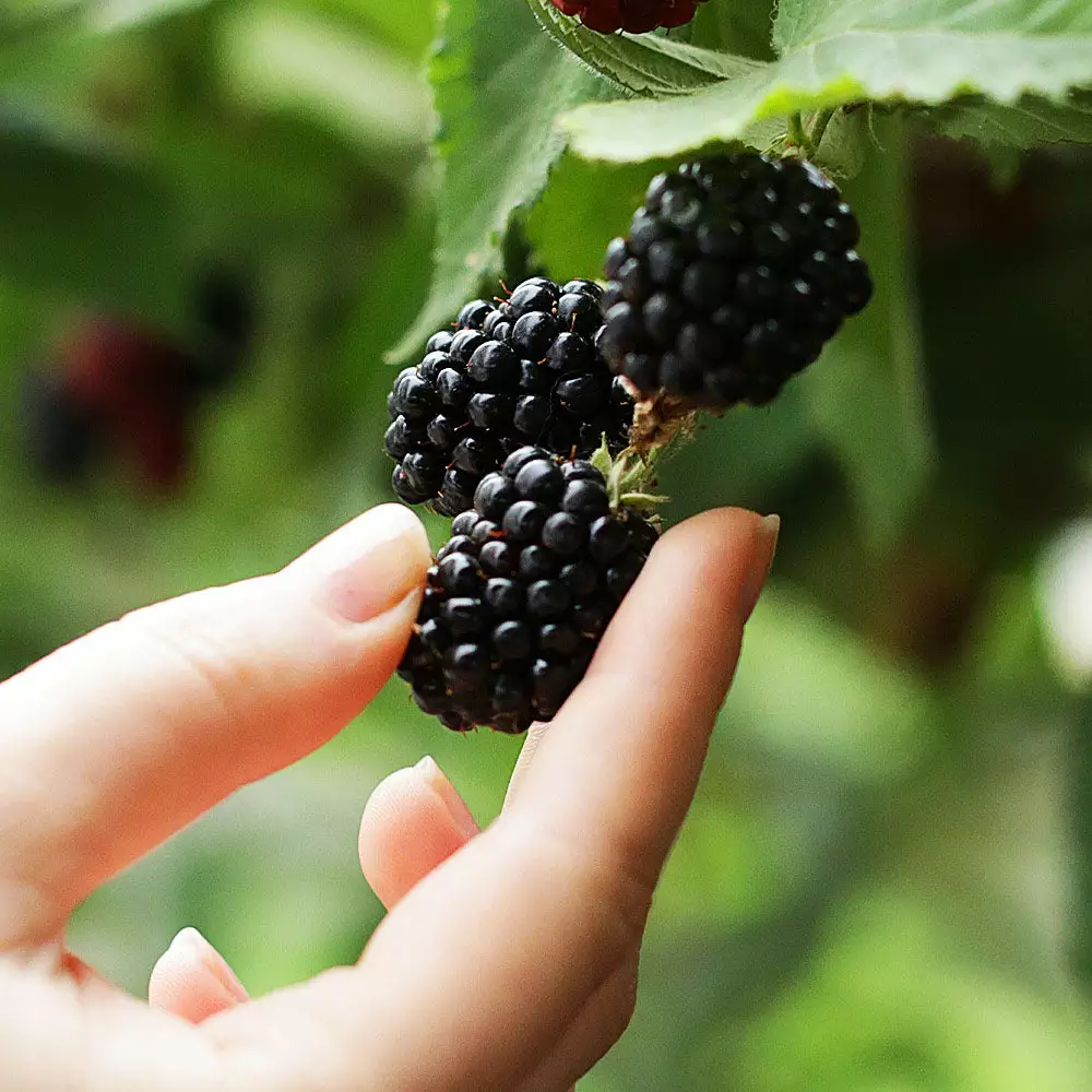 Fast Growing Trees 3 In 1 Thornless Blackberry Blackberry Bushes 5 Fast Growing Trees 3 In 1 Thornless Blackberry Blackberry Bushes