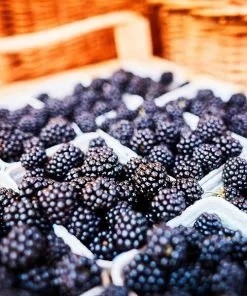 Fast Growing Trees 3 In 1 Thornless Blackberry Blackberry Bushes