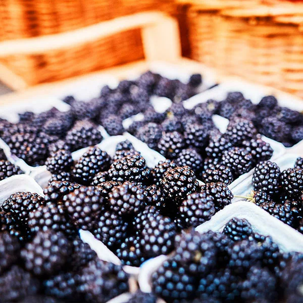 Fast Growing Trees 3 In 1 Thornless Blackberry Blackberry Bushes 3 Fast Growing Trees 3 In 1 Thornless Blackberry Blackberry Bushes