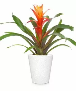 Fast Growing Trees Bromeliad Plant 16 Fast Growing Trees Bromeliad Plant