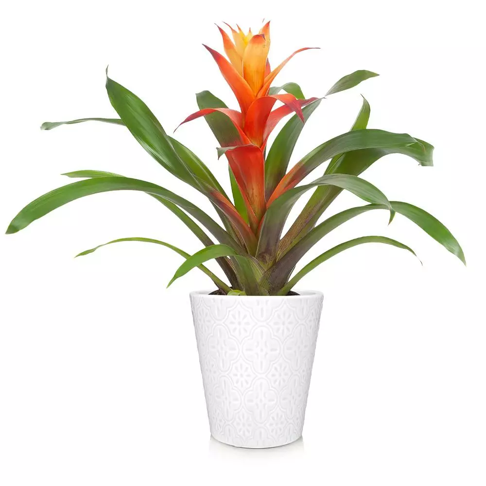 Fast Growing Trees Bromeliad Plant 5 Fast Growing Trees Bromeliad Plant