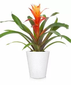Fast Growing Trees Bromeliad Plant 22 Fast Growing Trees Bromeliad Plant