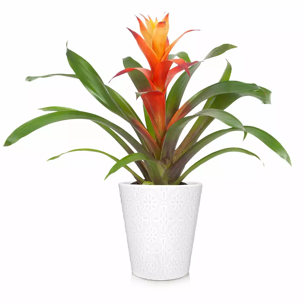 Fast Growing Trees Bromeliad Plant 11 Fast Growing Trees Bromeliad Plant