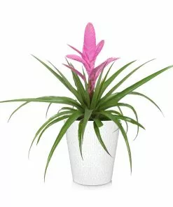 Fast Growing Trees Bromeliad Plant 17 Fast Growing Trees Bromeliad Plant