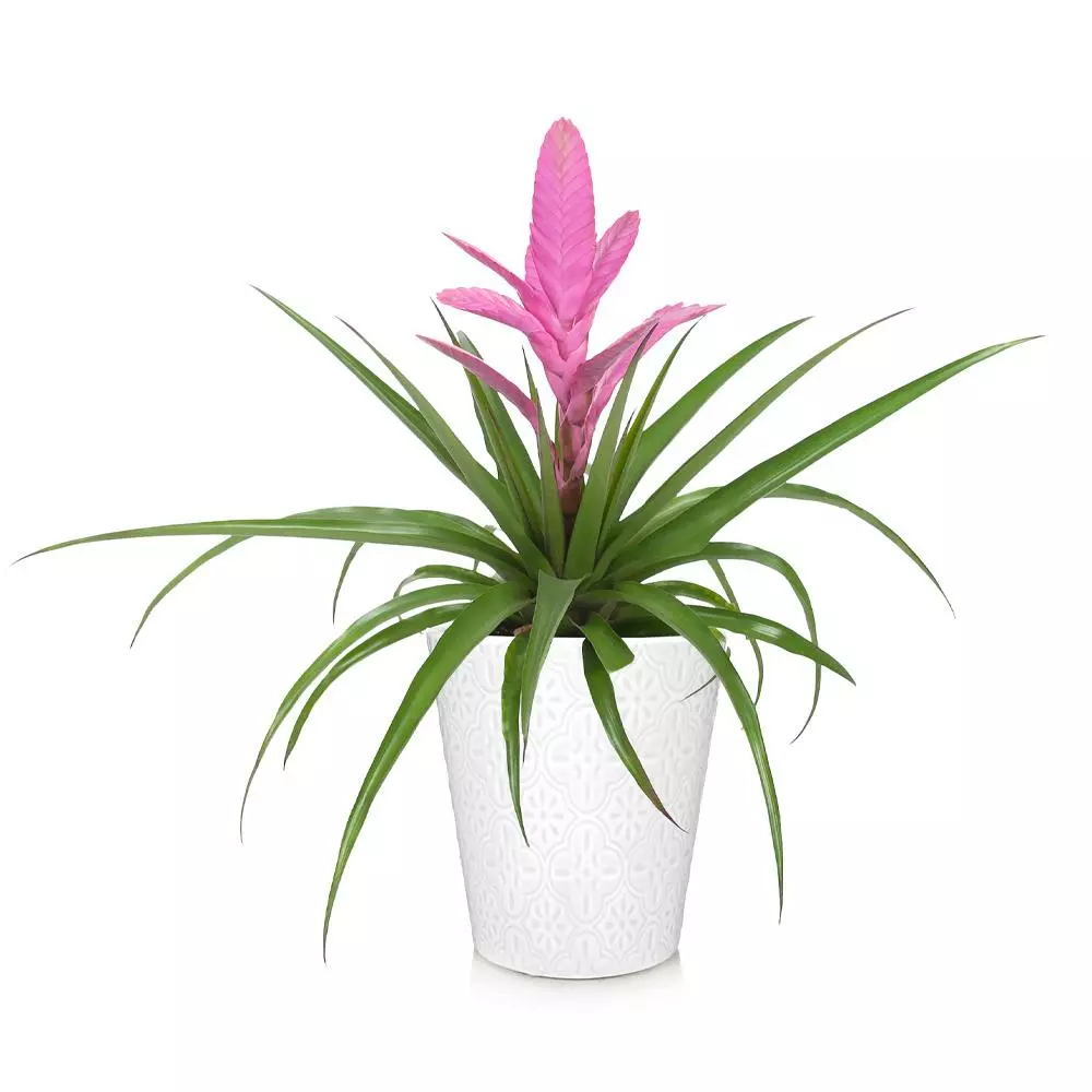 Fast Growing Trees Bromeliad Plant 6 Fast Growing Trees Bromeliad Plant