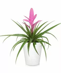 Fast Growing Trees Bromeliad Plant 23 Fast Growing Trees Bromeliad Plant
