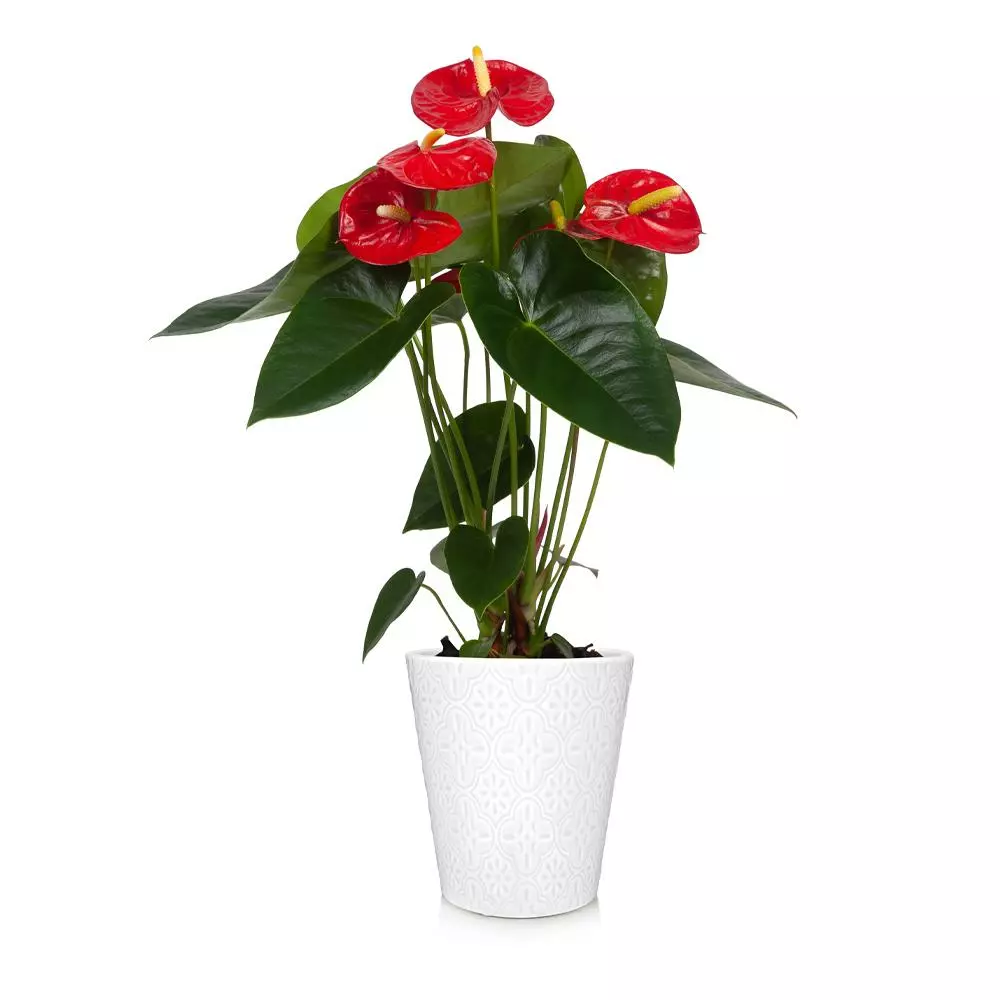 Fast Growing Trees Red Anthurium Plant 4 Fast Growing Trees Red Anthurium Plant