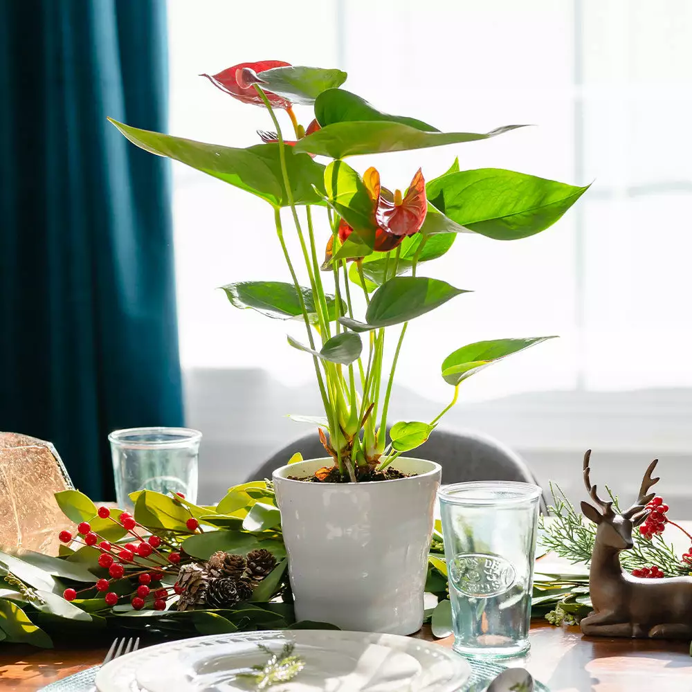 Fast Growing Trees Red Anthurium Plant 5 Fast Growing Trees Red Anthurium Plant