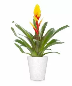 Fast Growing Trees Bromeliad Plant 15 Fast Growing Trees Bromeliad Plant