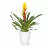 Fast Growing Trees Bromeliad Plant 2 Fast Growing Trees Bromeliad Plant