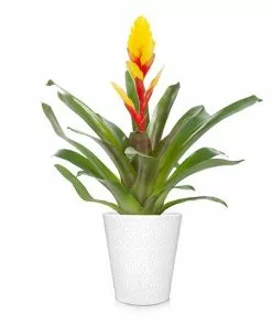 Fast Growing Trees Bromeliad Plant