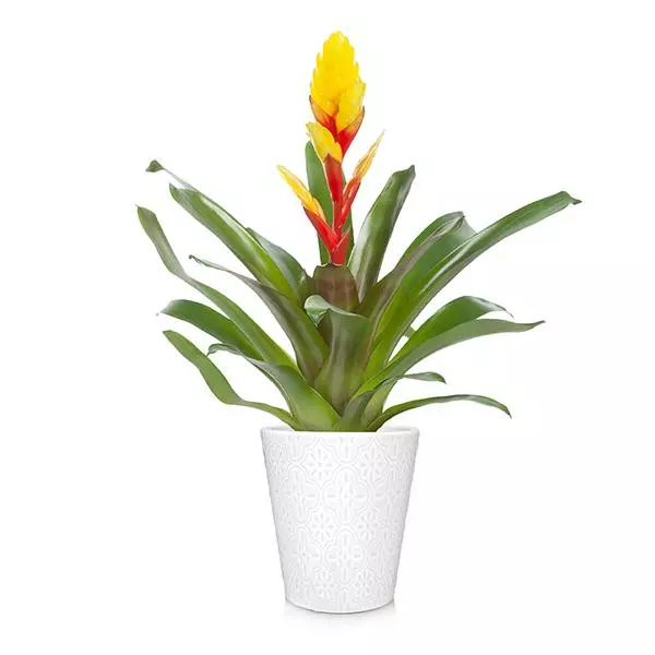 Fast Growing Trees Bromeliad Plant 3 Fast Growing Trees Bromeliad Plant