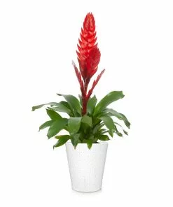 Fast Growing Trees Bromeliad Plant 18 Fast Growing Trees Bromeliad Plant