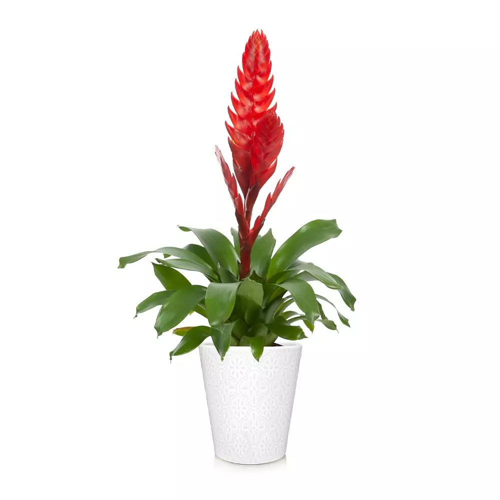 Fast Growing Trees Bromeliad Plant 7 Fast Growing Trees Bromeliad Plant
