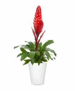 Fast Growing Trees Bromeliad Plant 24 Fast Growing Trees Bromeliad Plant