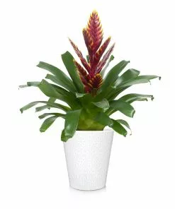 Fast Growing Trees Bromeliad Plant 19 Fast Growing Trees Bromeliad Plant