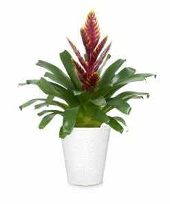 Fast Growing Trees Bromeliad Plant 25 Fast Growing Trees Bromeliad Plant