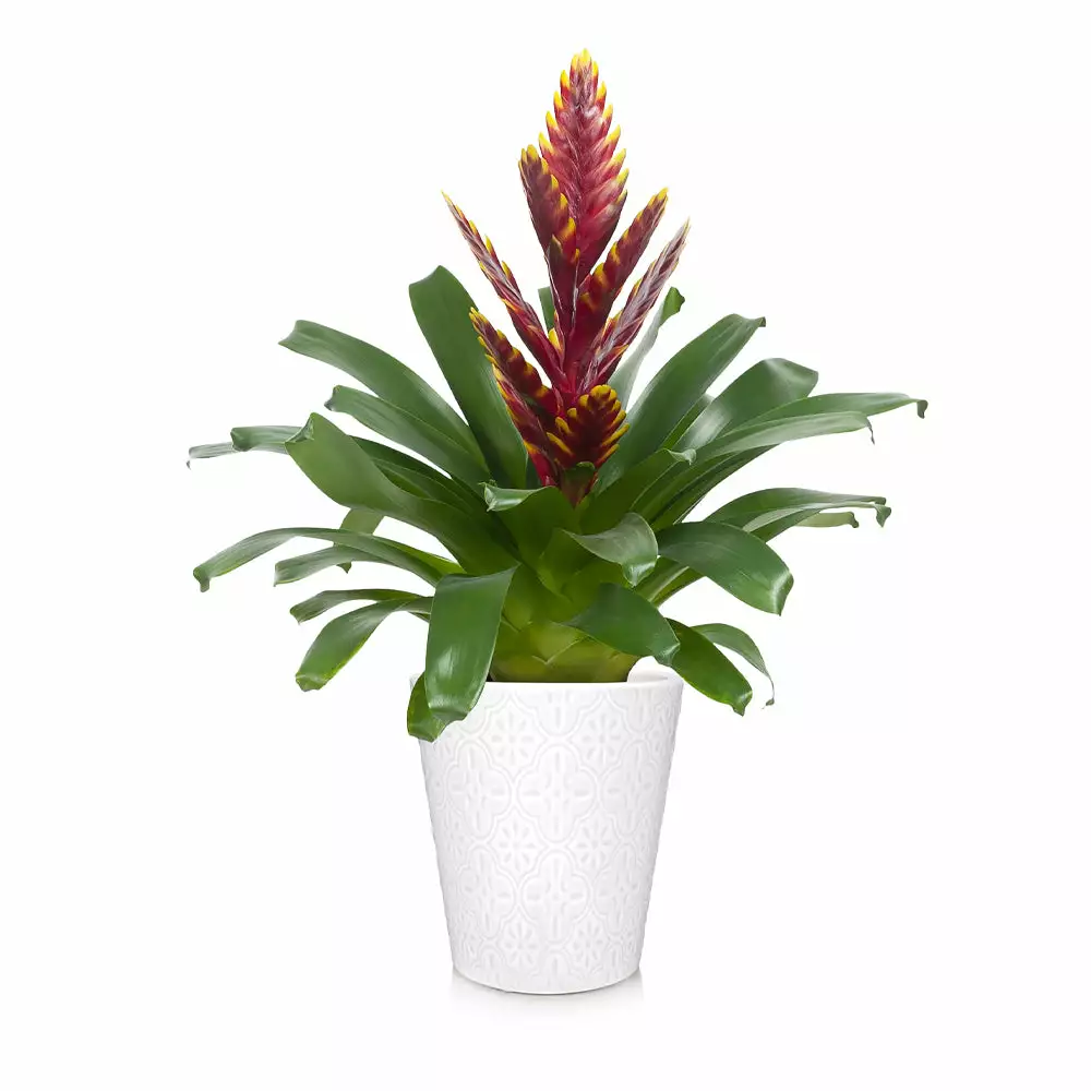 Fast Growing Trees Bromeliad Plant 14 Fast Growing Trees Bromeliad Plant