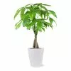 Fast Growing Trees Pet Friendly House Plants Money Tree In White Pot 2 Fast Growing Trees Pet Friendly House Plants Money Tree In White Pot