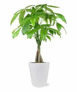 Fast Growing Trees Pet Friendly House Plants Money Tree In White Pot