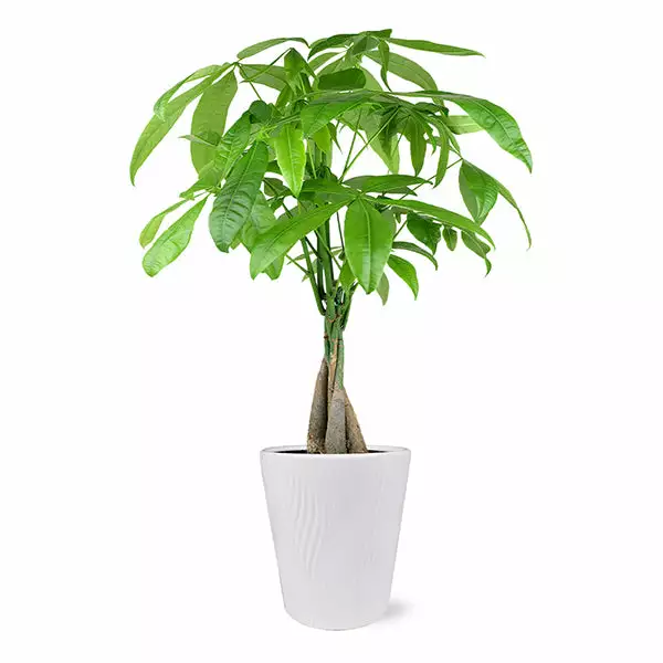 Fast Growing Trees Pet Friendly House Plants Money Tree In White Pot 3 Fast Growing Trees Pet Friendly House Plants Money Tree In White Pot