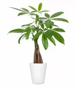 Fast Growing Trees Money Tree Pet Friendly House Plants 15 Fast Growing Trees Money Tree Pet Friendly House Plants