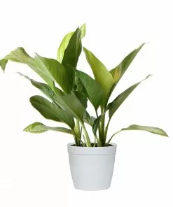 Fast Growing Trees Green Chinese Evergreen Plant Air Purifying House Plants 14 Fast Growing Trees Green Chinese Evergreen Plant Air Purifying House Plants