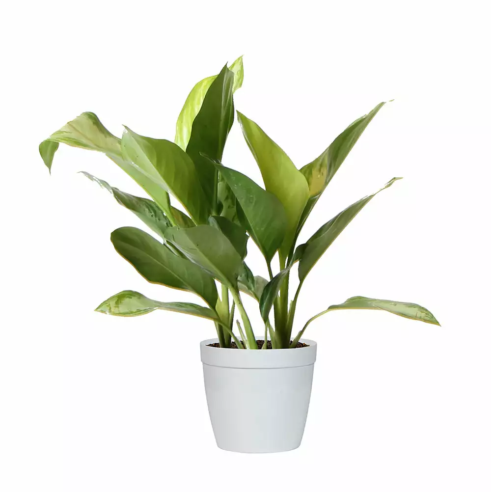 Fast Growing Trees Green Chinese Evergreen Plant Air Purifying House Plants 8 Fast Growing Trees Green Chinese Evergreen Plant Air Purifying House Plants
