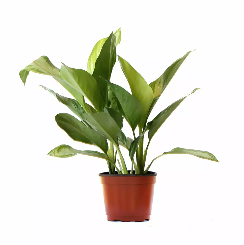 Fast Growing Trees Green Chinese Evergreen Plant Air Purifying House Plants 7 Fast Growing Trees Green Chinese Evergreen Plant Air Purifying House Plants