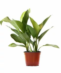 Fast Growing Trees Green Chinese Evergreen Plant Air Purifying House Plants 15 Fast Growing Trees Green Chinese Evergreen Plant Air Purifying House Plants