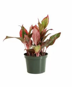 Fast Growing Trees Air Purifying House Plants Red Chinese Evergreen Plant 14 Fast Growing Trees Air Purifying House Plants Red Chinese Evergreen Plant