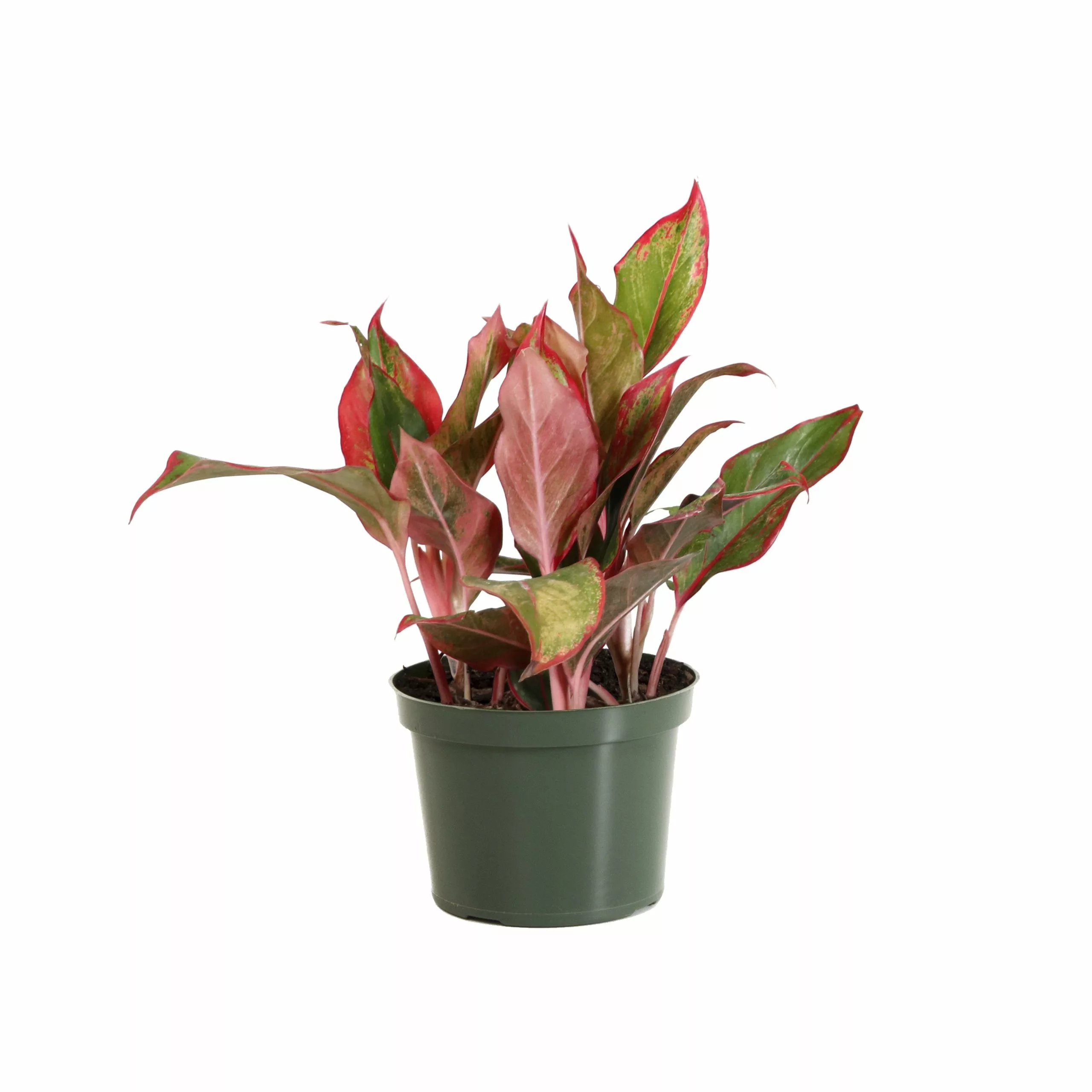 Fast Growing Trees Air Purifying House Plants Red Chinese Evergreen Plant 8 Fast Growing Trees Air Purifying House Plants Red Chinese Evergreen Plant