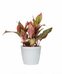 Fast Growing Trees Air Purifying House Plants Red Chinese Evergreen Plant 13 Fast Growing Trees Air Purifying House Plants Red Chinese Evergreen Plant